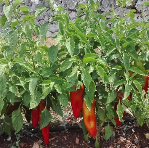 Trullo Lauro בית נופש צ'לייה מספיקה