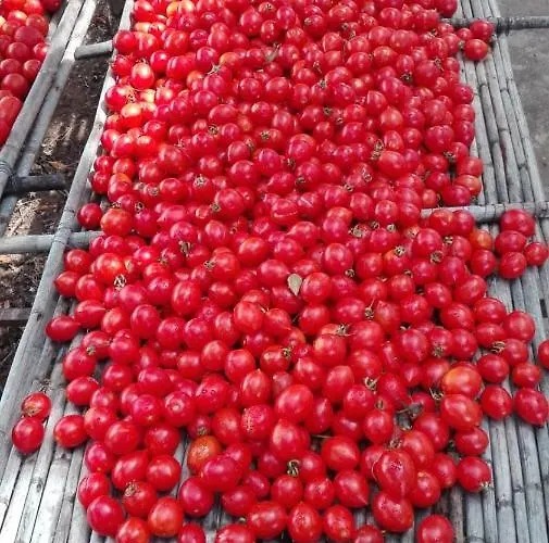 Trullo Lauro בית נופש *